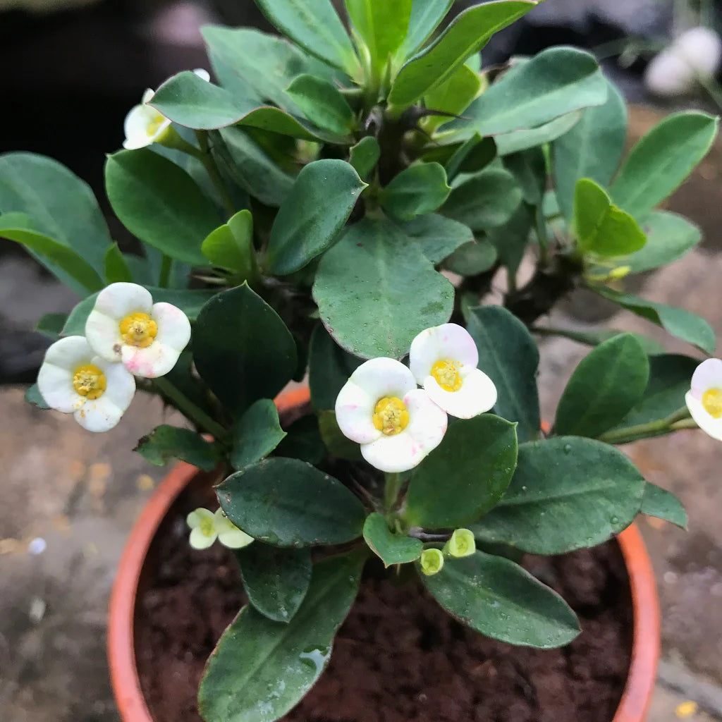 White Euphorbia Milii Seeds for Planting - Elegant Flower Seeds for a Stunning Garden - Evergrowseeds