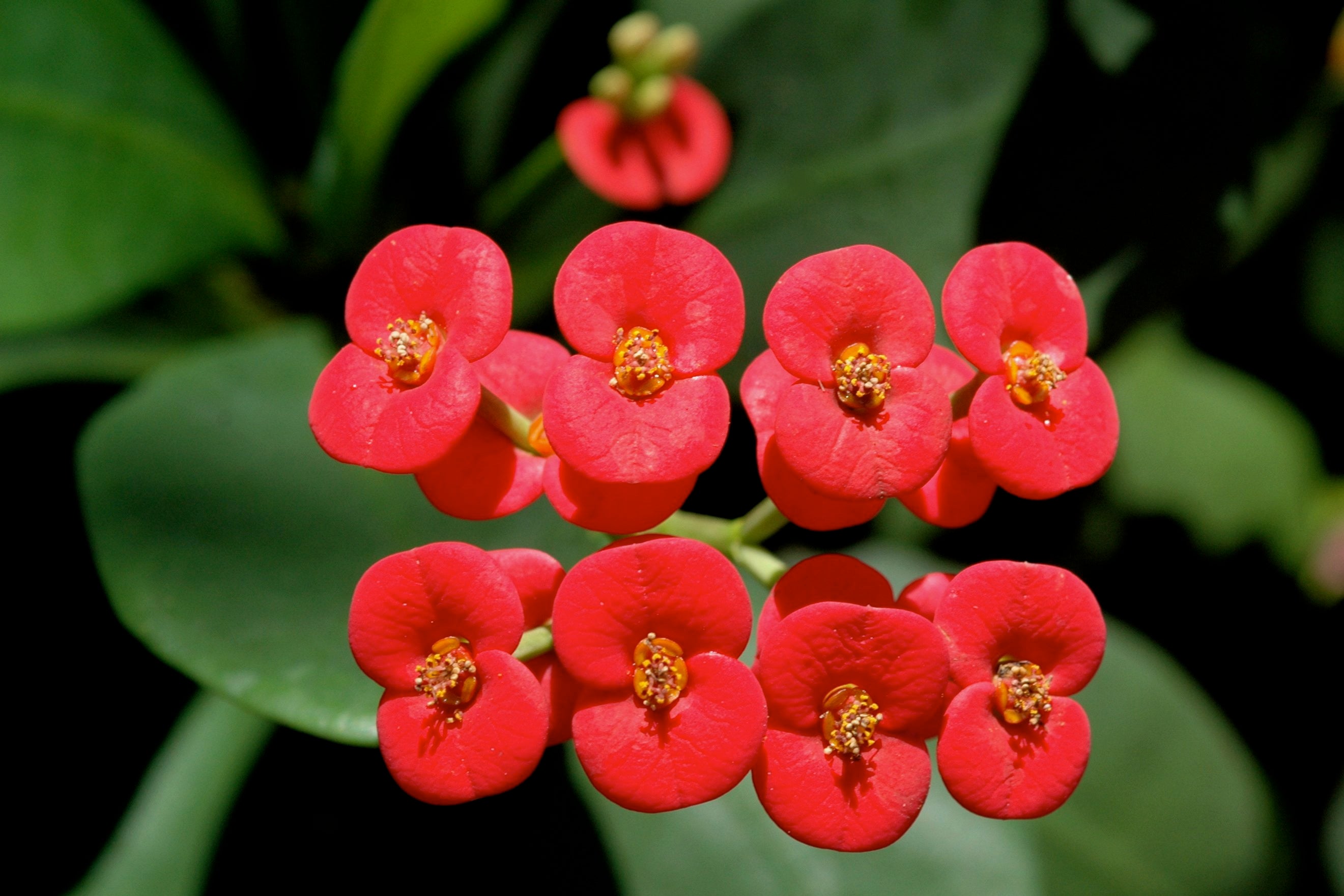 Crown of Thorn Flower Seeds Easy Planting for Vibrant Blooms
