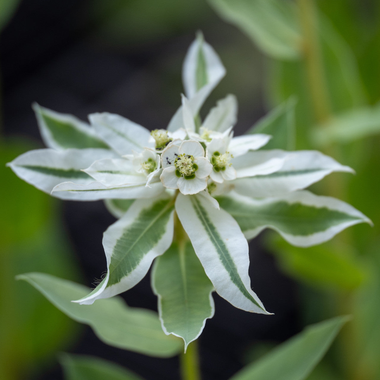Green Snow on the Mountain Flower seeds blooming in flower beds, containers, borders, and pollinator-friendly gardens