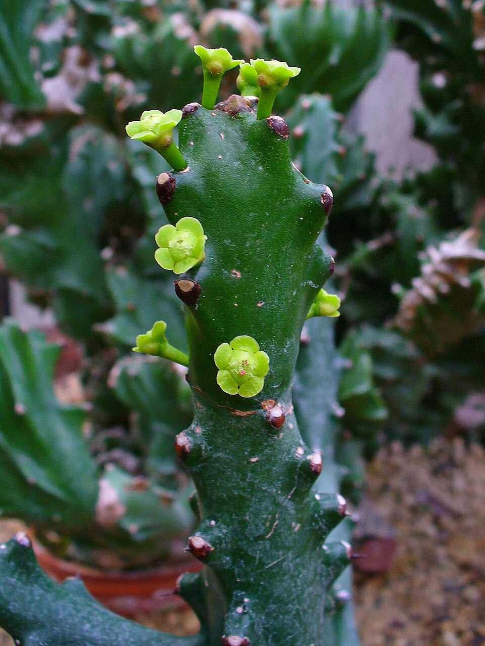 Heirloom Euphorbia Mayurnathanii Flower seeds blooming in flower beds, containers, borders, and pollinator-friendly gardens