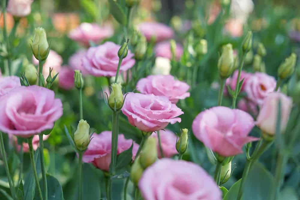 Eustoma Grandiflorum Pink Flower Seeds