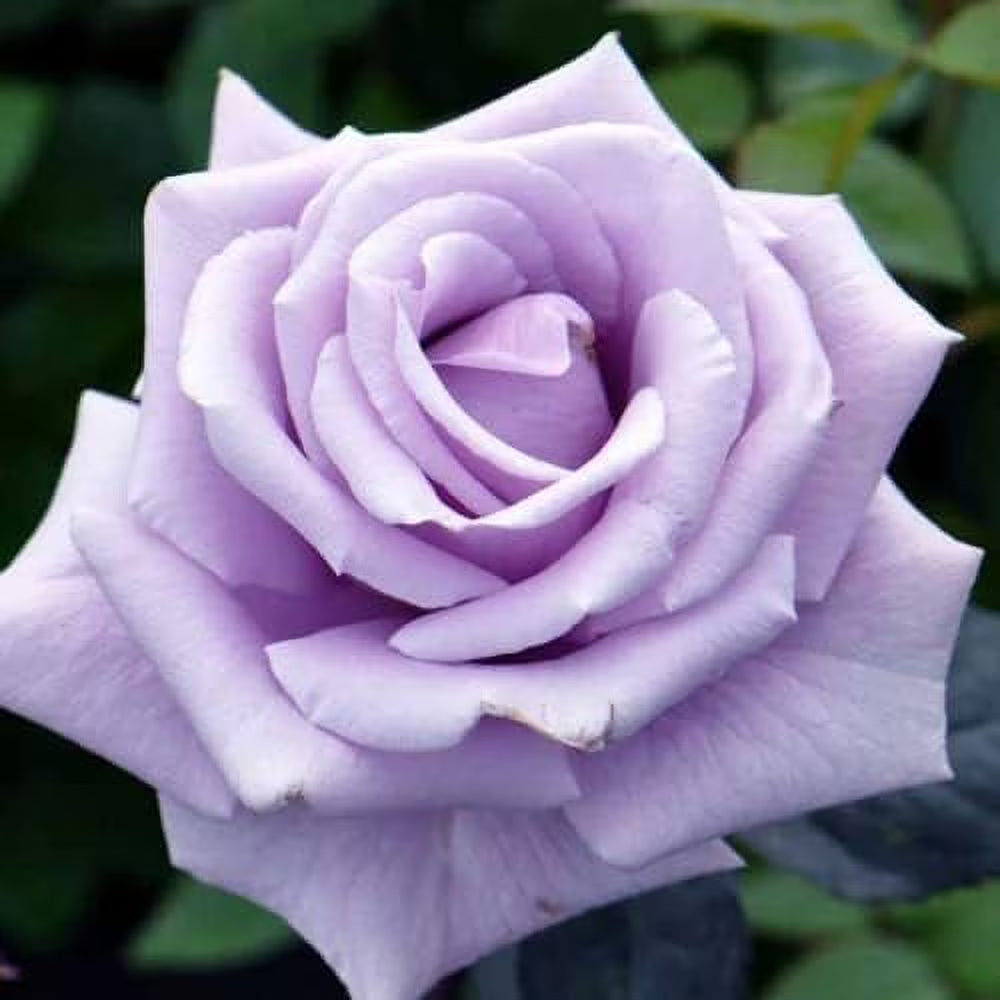 Violet Rare Rose Flower Seeds for Planting Long Bloom Season Heirloom & GMO Free Seeds for Home Garden
Sale