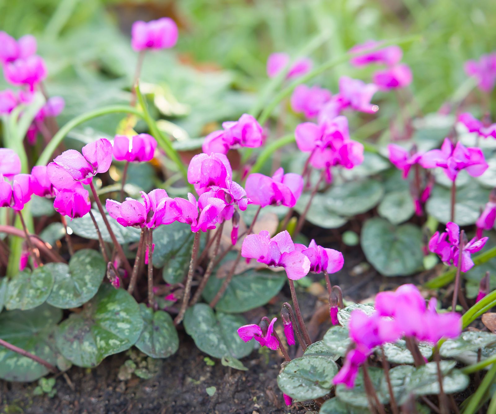 Cyclamen Violet Flower Seeds Planting