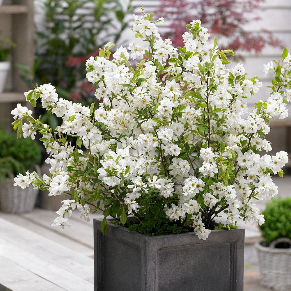 White Racemosa Flower seeds for Planting - Premium Quality, Heirloom & GMO Free Seeds for Home Garden