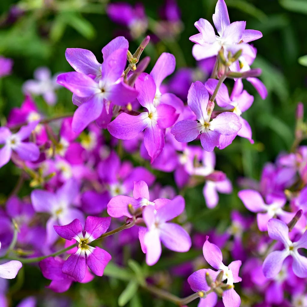 Pink White EveningScented Flower Seeds for Planting Sun Loving Heirloom & GMO Free Seeds for Home Garden
Sale