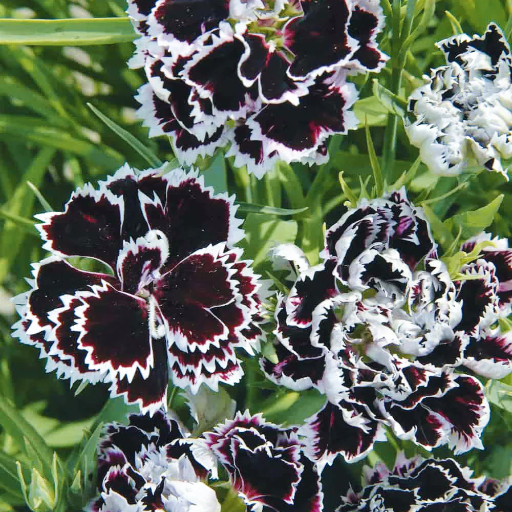 Black White Carnation Flower seeds for Planting Hardy Variety Heirloom & GMO Free Seeds for Home Garden
Sale for planting in home garden