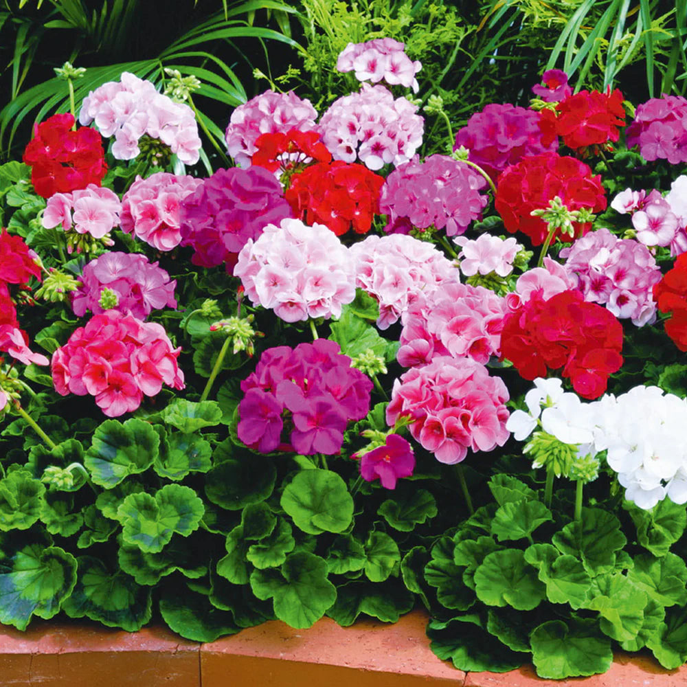 Mixed Color Pelargonium Flower Seeds for Planting Colorful Display Heirloom & GMO Free Seeds for Home Garden
Sale