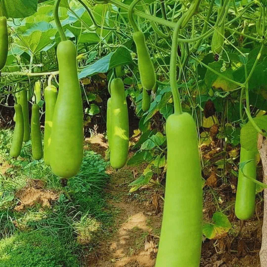 Green Bottle Gourd Vegetable Seeds for Easy Planting