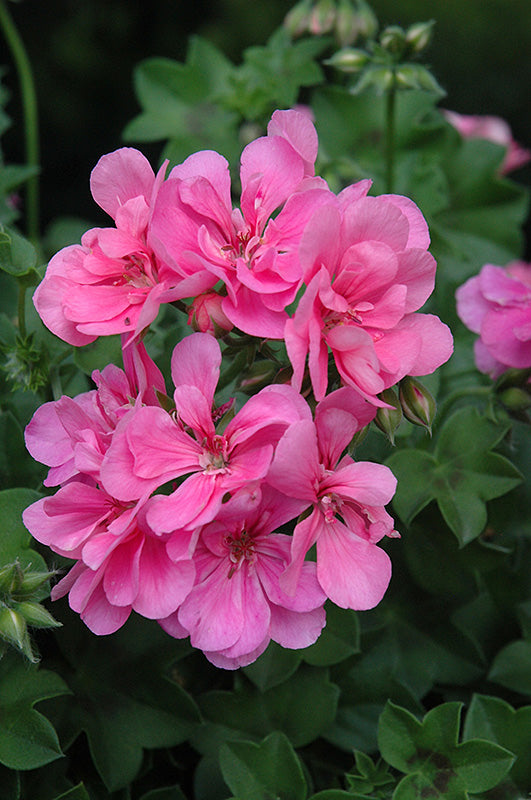 Light Pink Geraniums Flower seeds for Planting - Pollinator Friendly, Heirloom & GMO Free Seeds for Home Garden