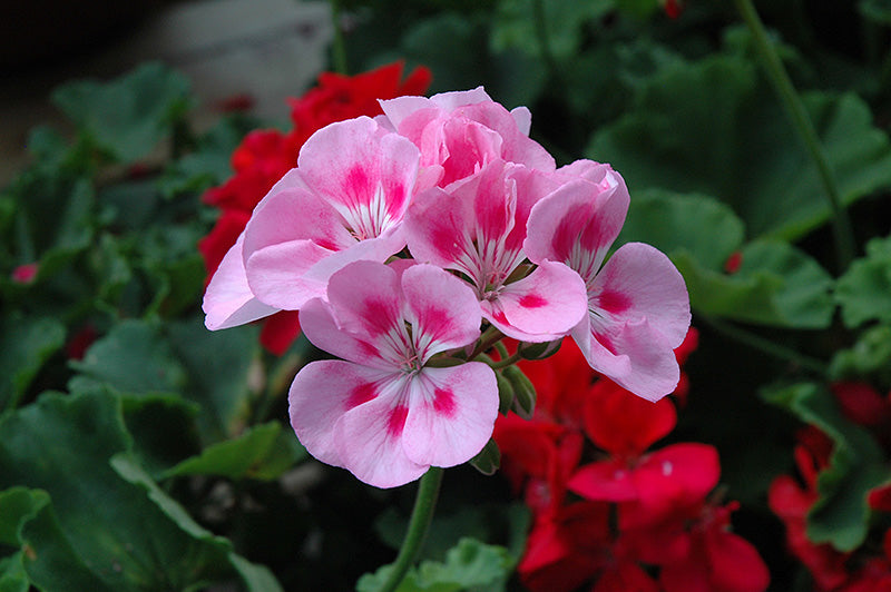 Geranium Pale Pink Flower seeds for Planting - Low Maintenance, Heirloom & GMO Free Seeds for Home Garden