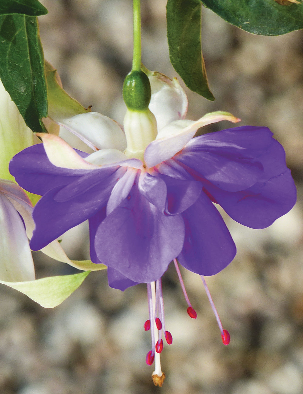 Blue Fuchsia Flower seeds for Planting - Vibrant Colors, Heirloom & GMO Free Seeds for Home Garden
Sale seeds for planting in home garden
