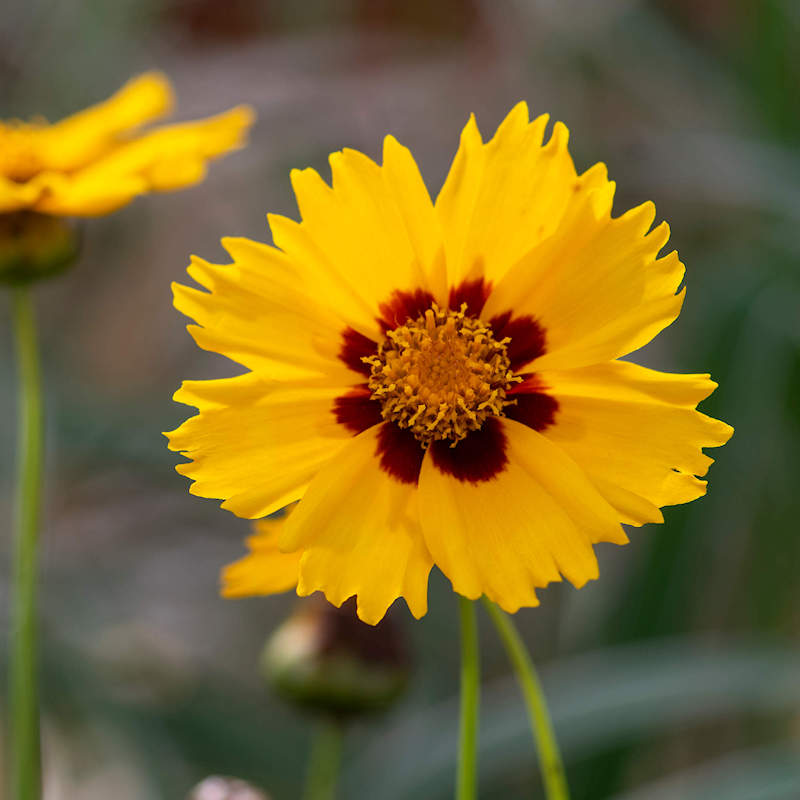 Yellow Coreopsis Flower seeds for Planting - Wildflower Mix, Heirloom & GMO Free Seeds for Home Garden