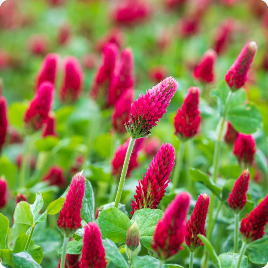 Manure Flower seeds for Planting - Perfect for Borders, Heirloom & GMO Free Seeds for Home Garden