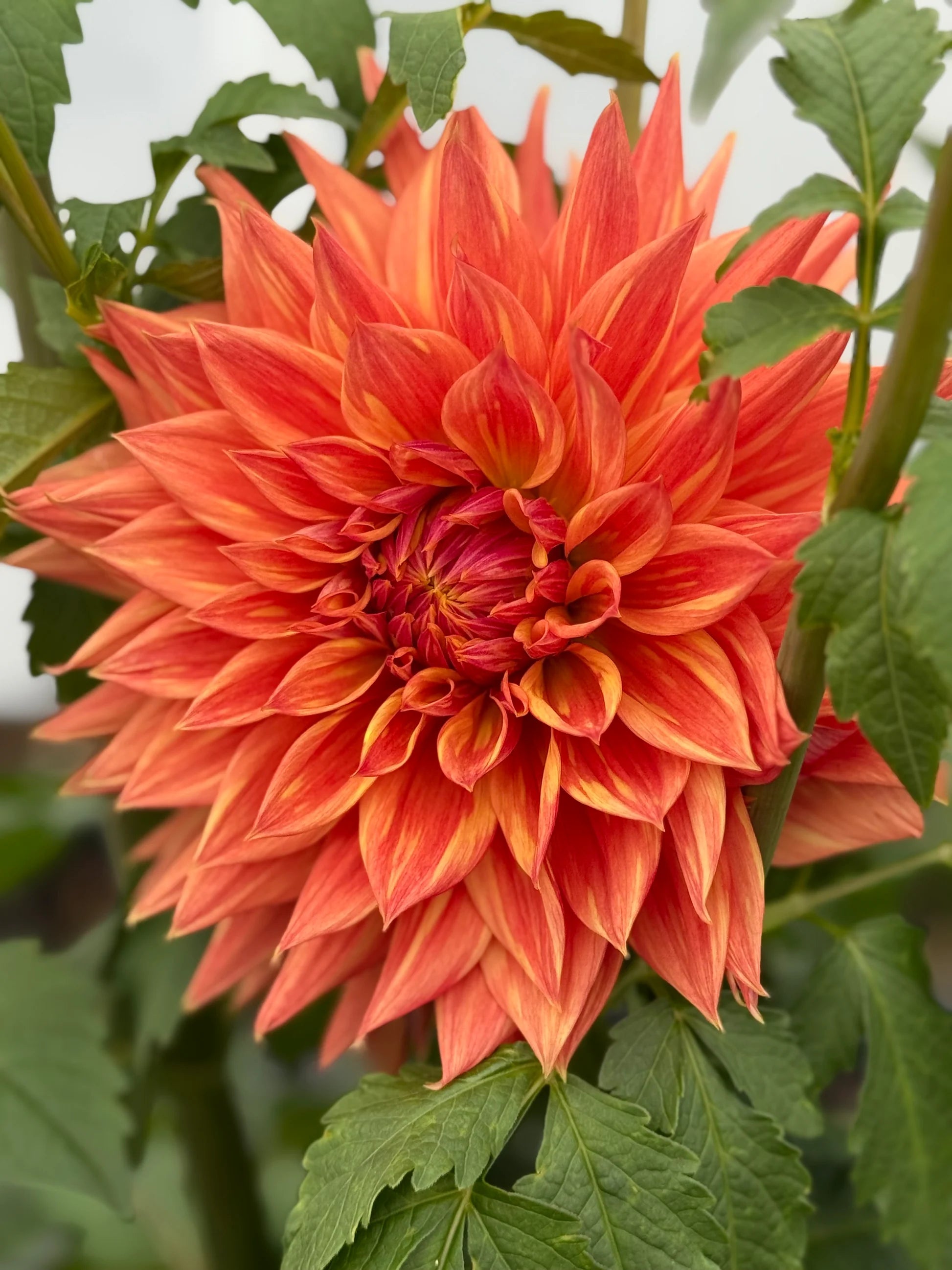 Dahlia Cancan Flower seeds for Planting - Premium Quality, Heirloom & GMO Free Seeds for Home Garden