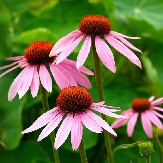 Cone Flower Echinacea purpurea Seeds for Planting in Wildflower Garden & Flower Bed