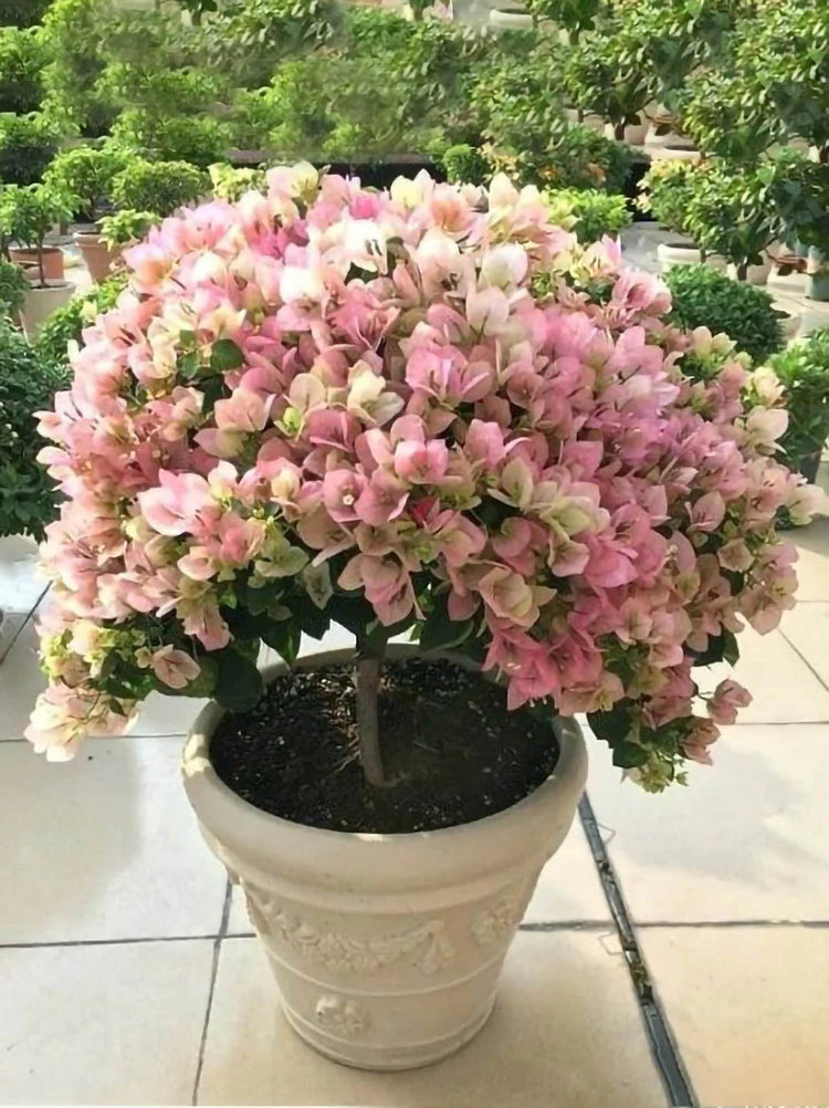 Climbing Bougainvillea Flower seeds for Planting - Low Maintenance, Heirloom & GMO Free Seeds for Home Garden