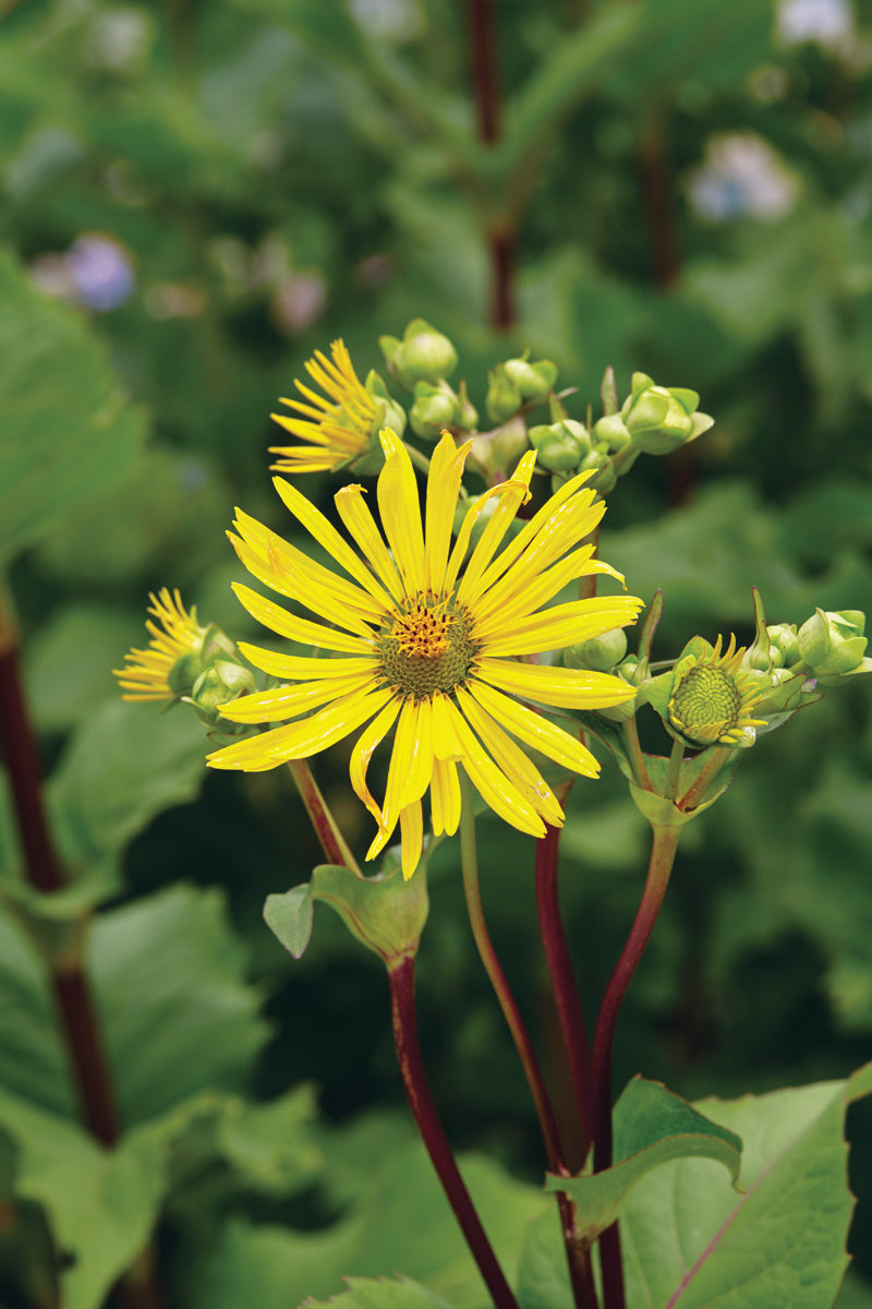 Yellow Silphium Perfoliatum Flower seeds for Planting - Shade Tolerant, Heirloom & GMO Free Seeds for Home Garden