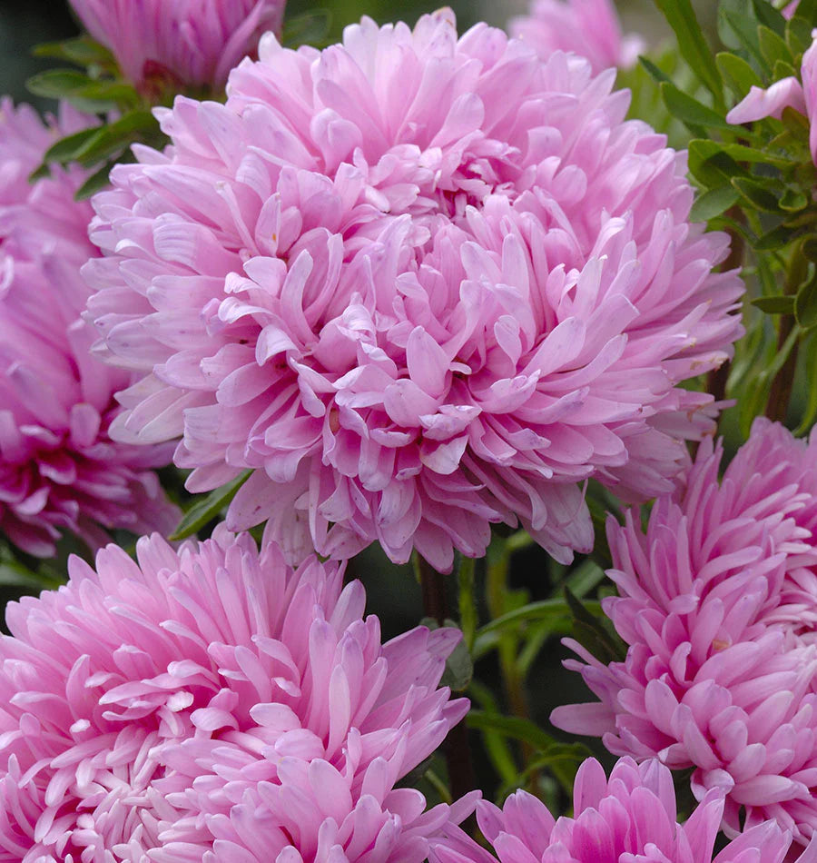 Light Pink China Aster Flower Seeds for Planting Long Bloom Season Heirloom & GMO Free Seeds for Home Garden
Sale