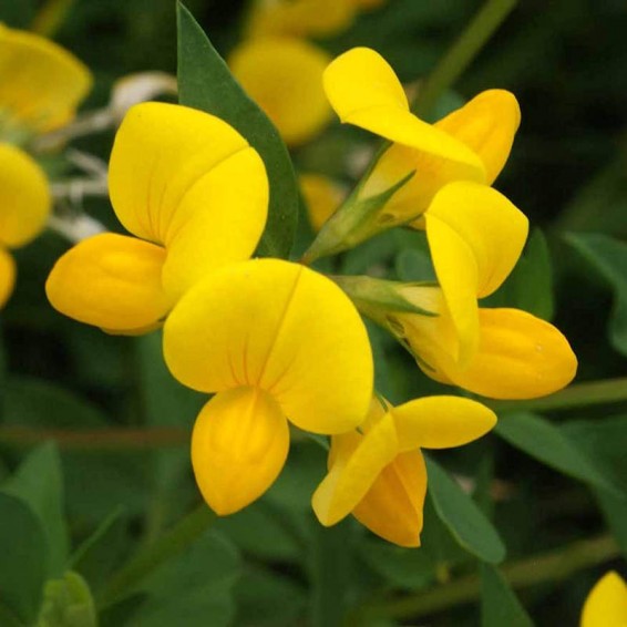 Birdsfoot Flower Seeds Easy Planting Guide for a Stunning Garden
