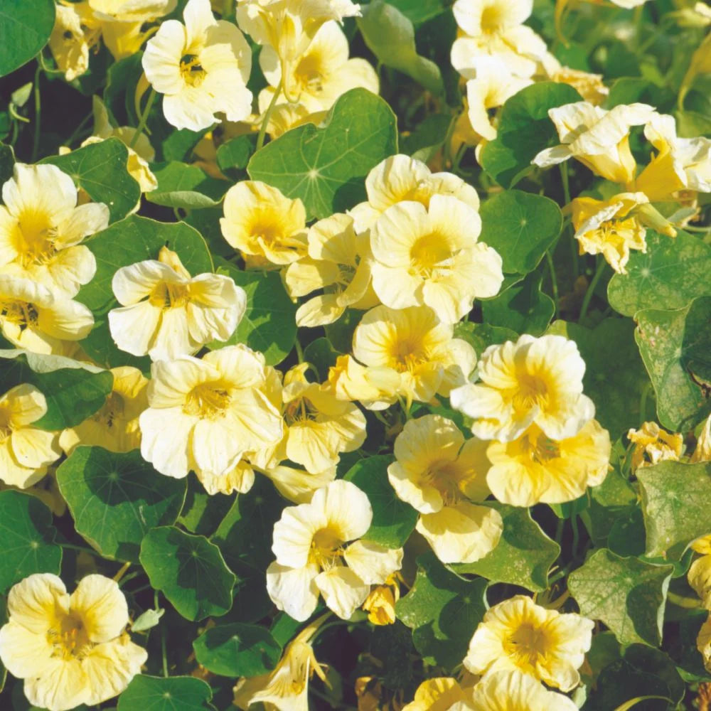 Yellow White Milkmaid Flower seeds for Planting - Fragrant Blossoms, Heirloom & GMO Free Seeds for Home Garden