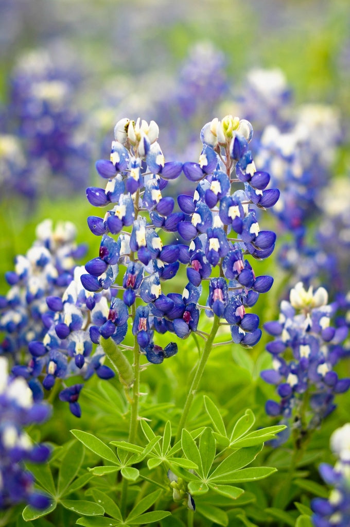 Blue Bonnet Flower seeds for Planting - Cottage Garden Essential, Heirloom & GMO Free Seeds for Home Garden