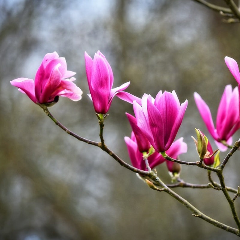 Evergreen Northern Magnolia tree flower seeds by Evergrowseeds, showing fragrant blooms and green foliage for garden planting.
