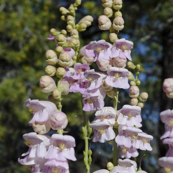 Violet Penstemon Flower seeds for Planting - Hardy Variety, Heirloom & GMO Free Seeds for Home Garden