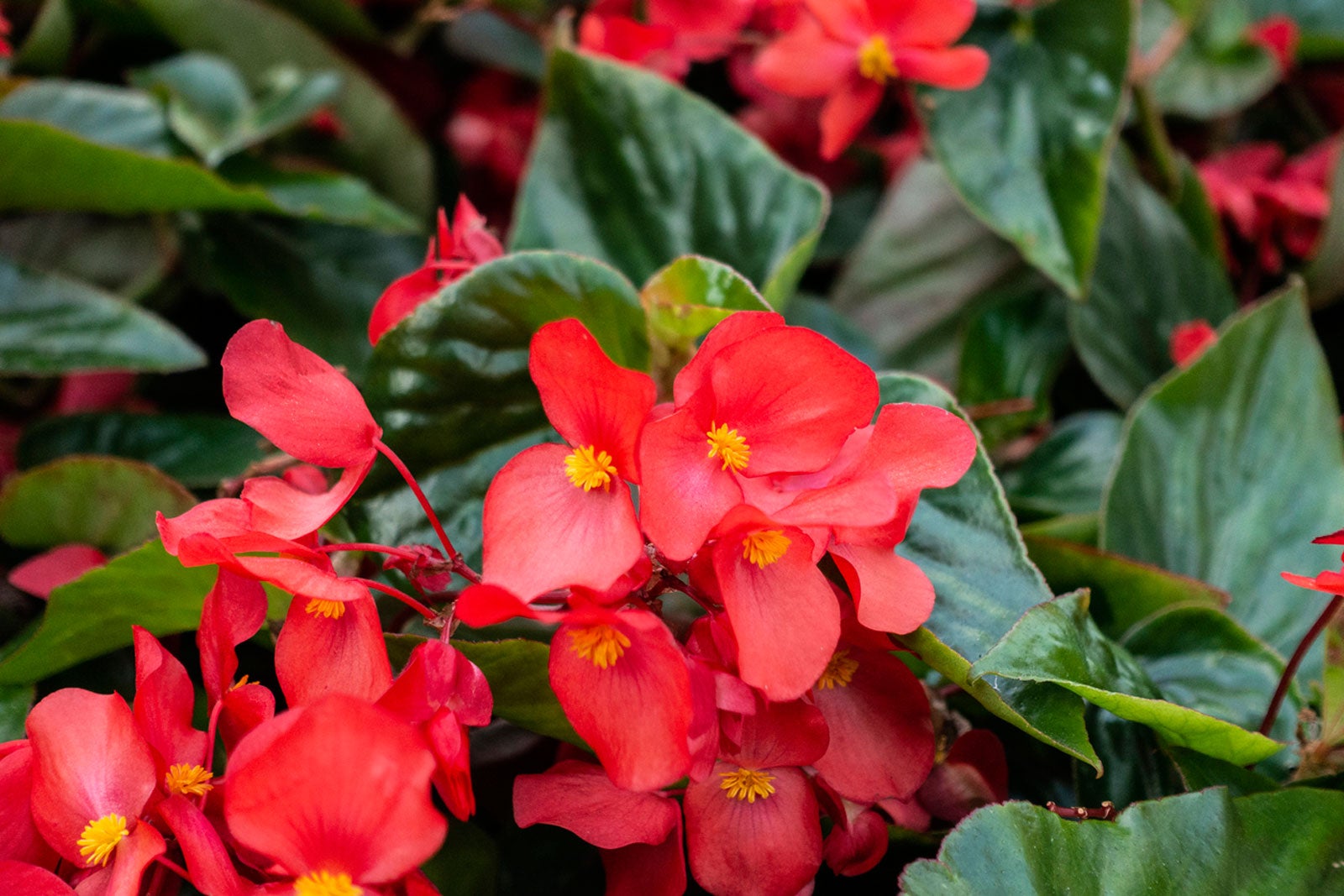 Begonia Flower seeds for Planting - Wildflower Mix, Heirloom & GMO Free Seeds for Home Garden