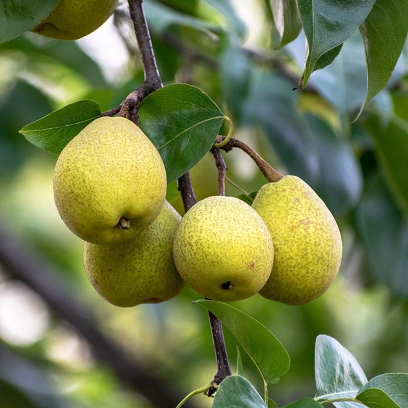 Yellow Pyrus Pyrifolia Fruit for Planting - Seeds for Thriving Orchards and Sweet Treats