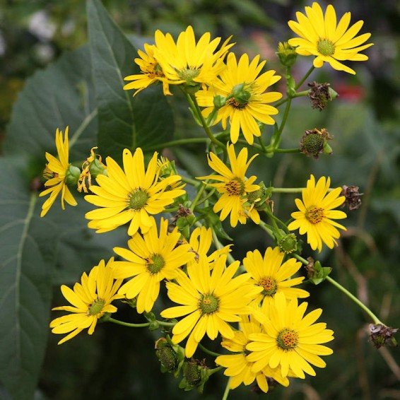 Yellow Silphium Perfoliatum Flower Seeds Planting