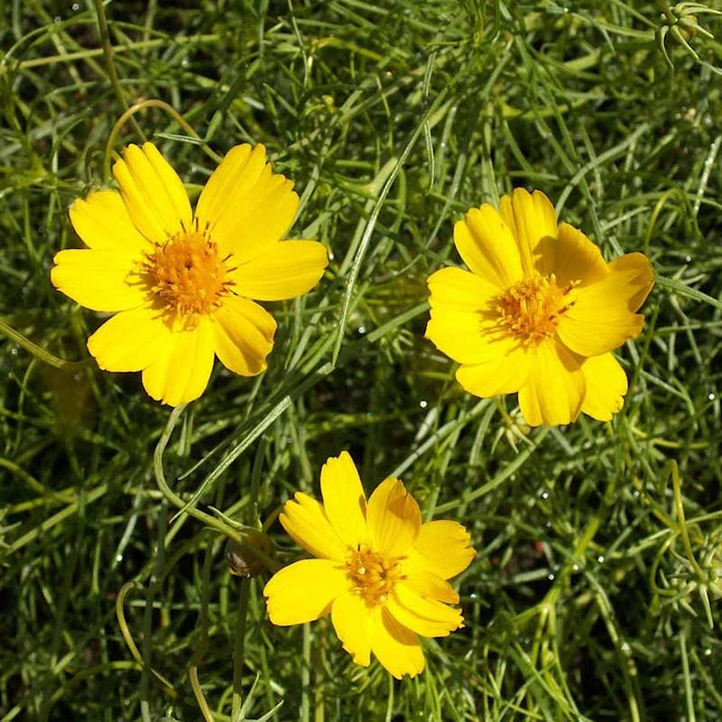 Heirloom Thelesperma Flower seeds blooming in flower beds, containers, borders, and pollinator-friendly gardens