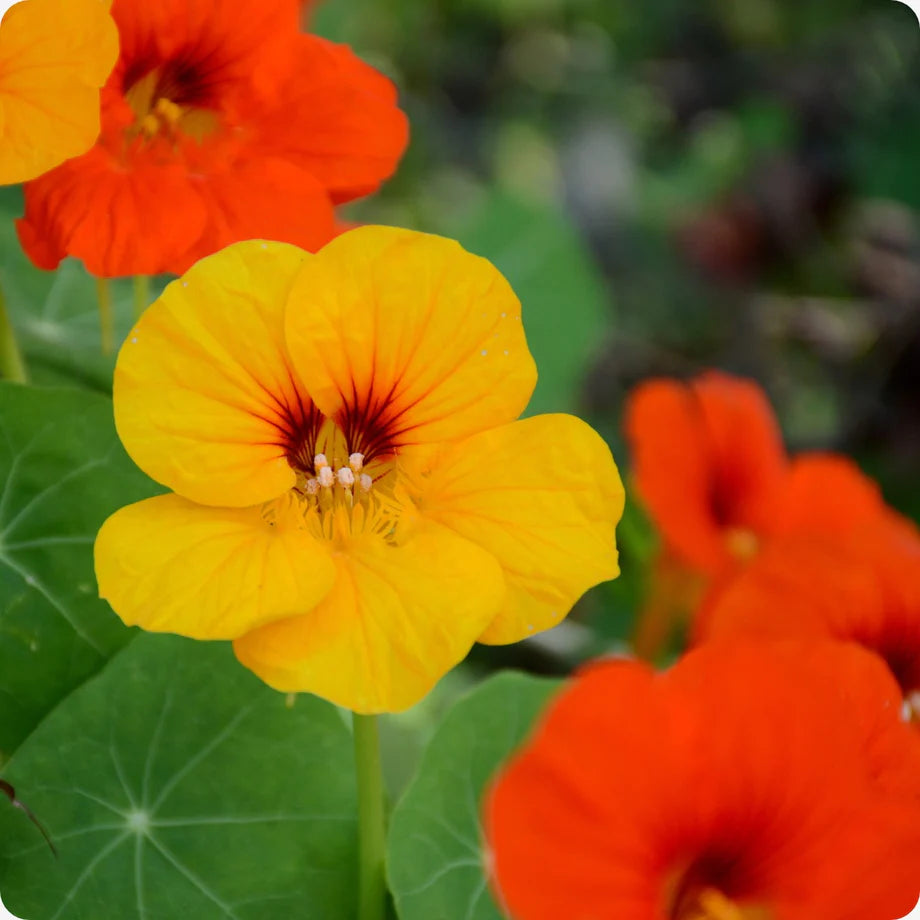 Nasturtium Jewel Flower seeds for Planting Bright Blooms Heirloom & GMO Free Seeds for Home Garden