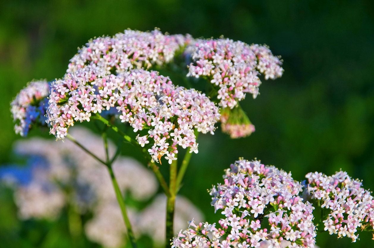 Chaerophyllum Flower seeds for Planting - Easy to Grow, Heirloom & GMO Free Seeds for Home Garden