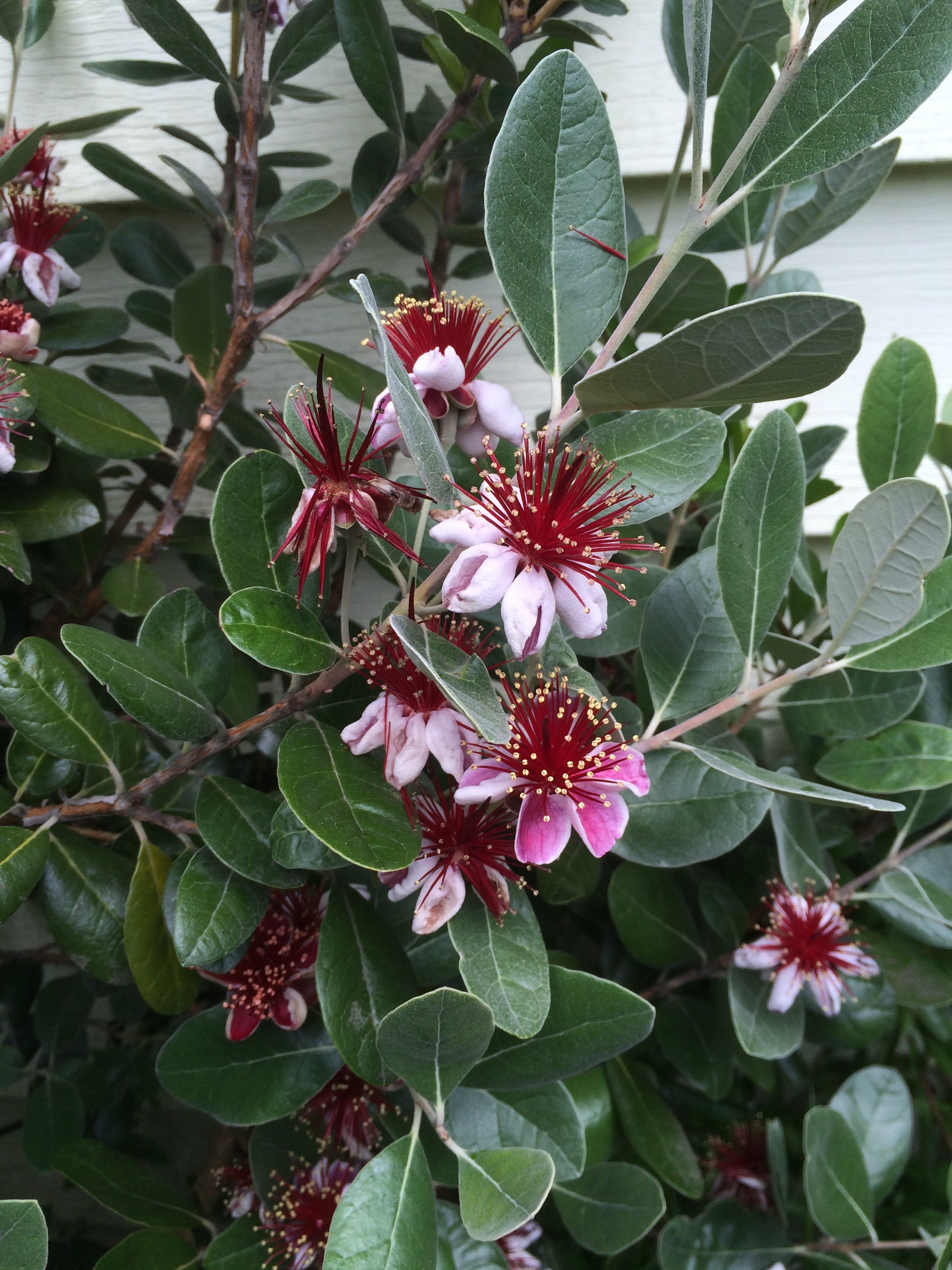 Feijoa Sellowiana Flower seeds for Planting - Easy to Grow, Heirloom & GMO Free Seeds for Home Garden