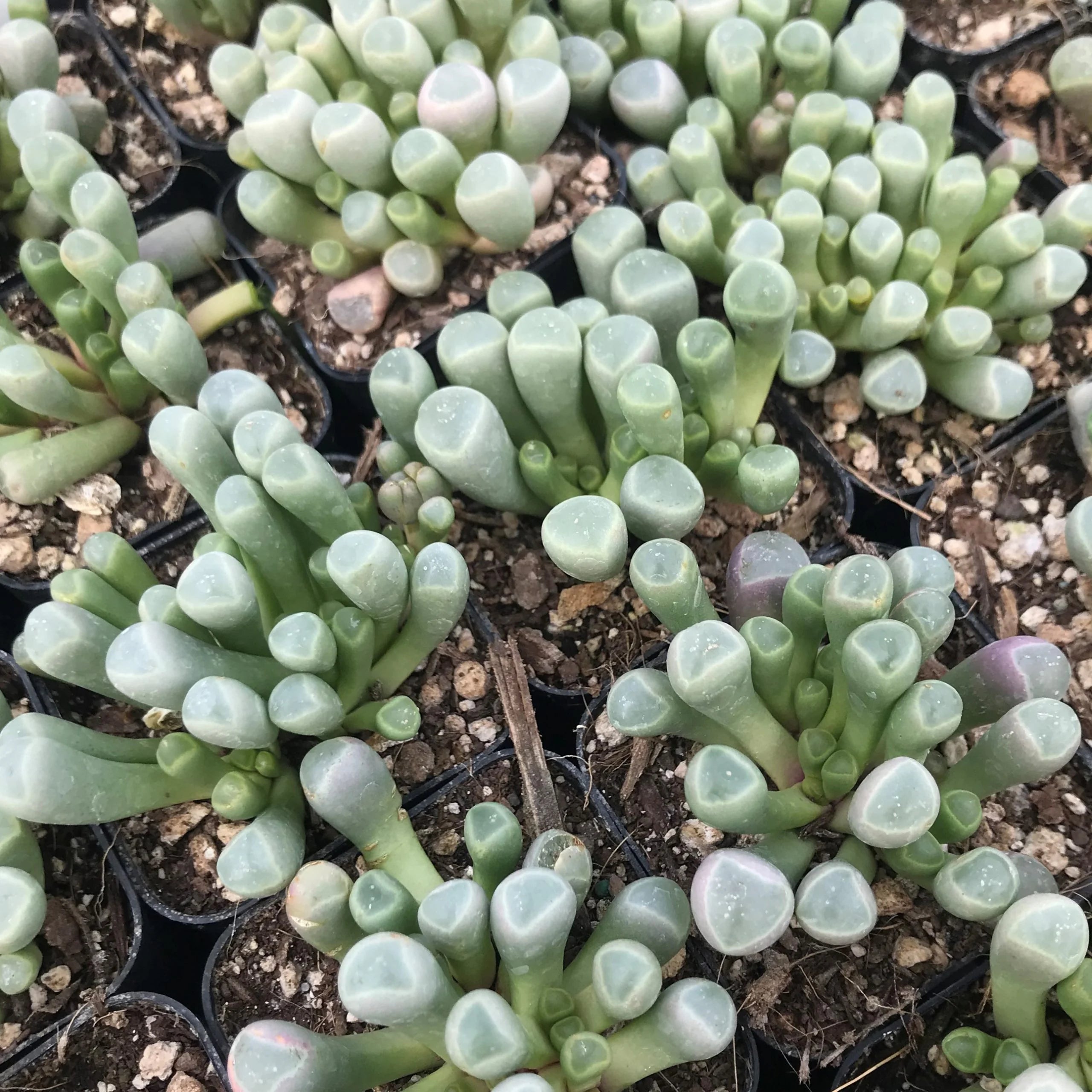 Mixed Gibbaeum Flower seeds for Planting - Seasonal Bloomer, Heirloom & GMO Free Seeds for Home Garden