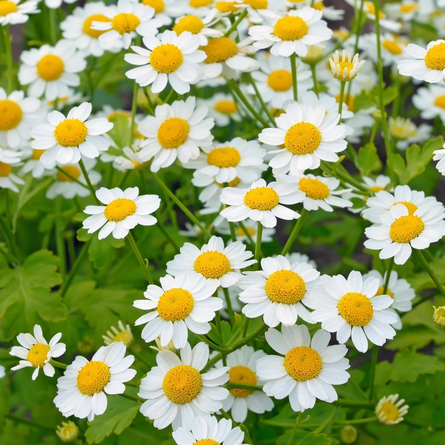 Feverfew Flower seeds blooming in flower beds, containers, borders, and pollinator-friendly gardens