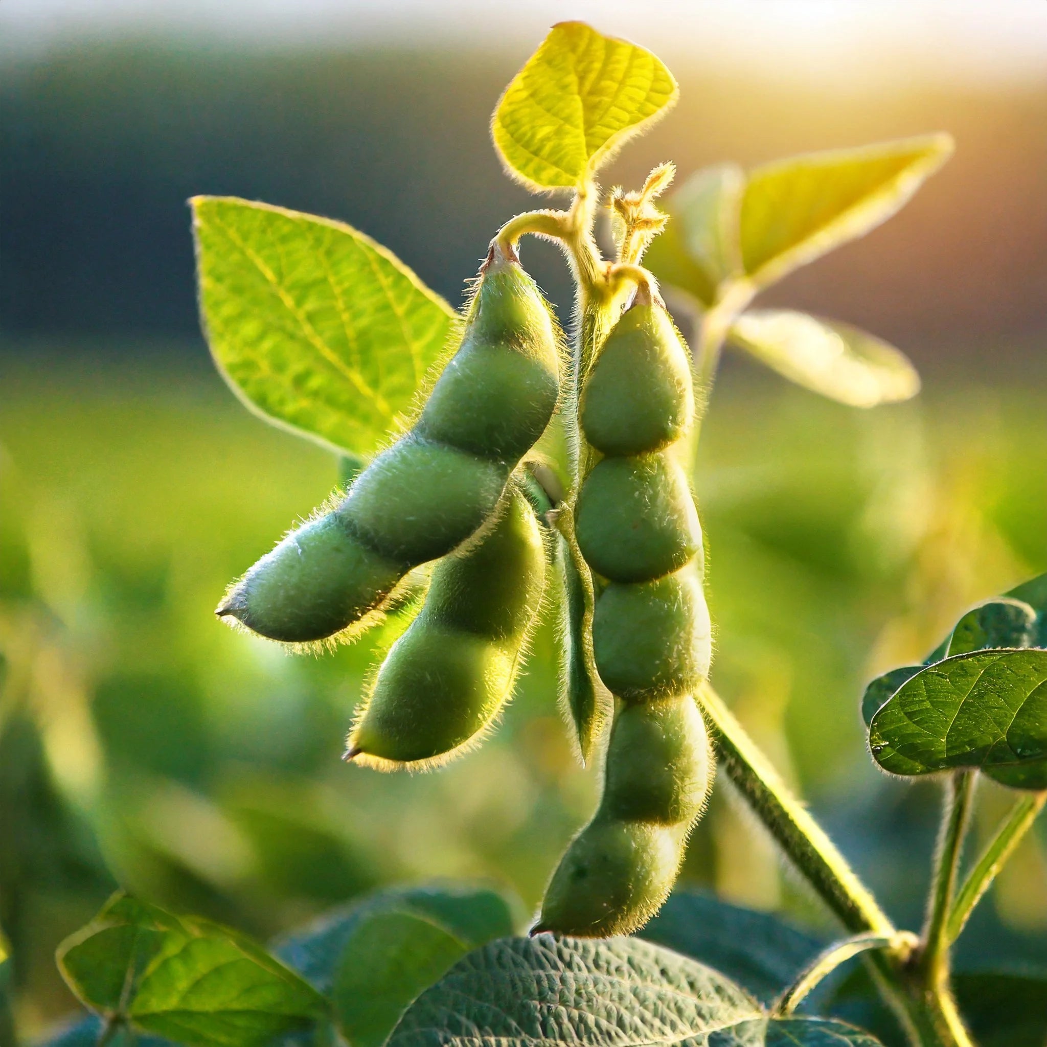 Brown Sweet Soybean Seeds for Planting