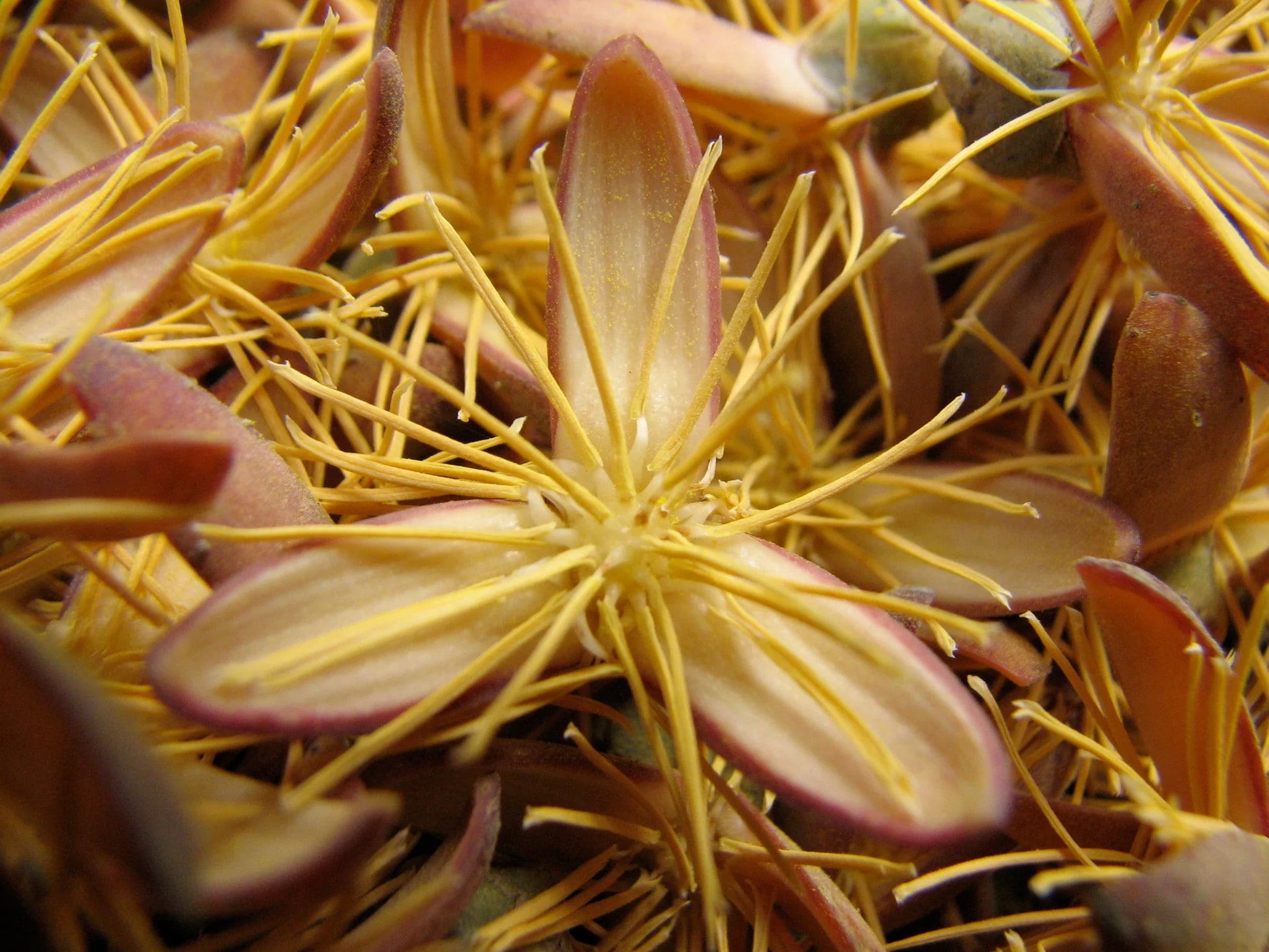 Fishtail Palm or Caryota Mitis Flower seeds blooming in flower beds, containers, borders, and pollinator-friendly gardens