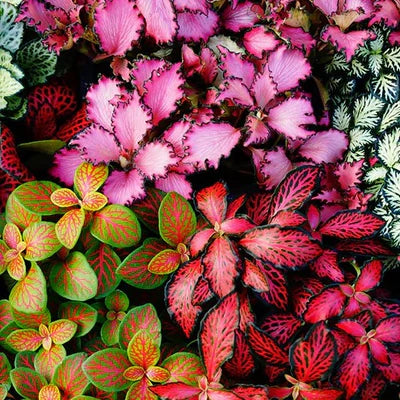 Mixed Fittonia Verschaffeltii Flower seeds for Planting - Cut Flower Favorite, Heirloom & GMO Free Seeds for Home Garden