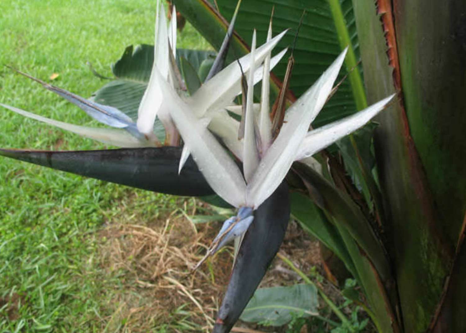 Strelitzia Flower seeds for Planting Colorful Display Heirloom & GMO Free Seeds for Home Garden