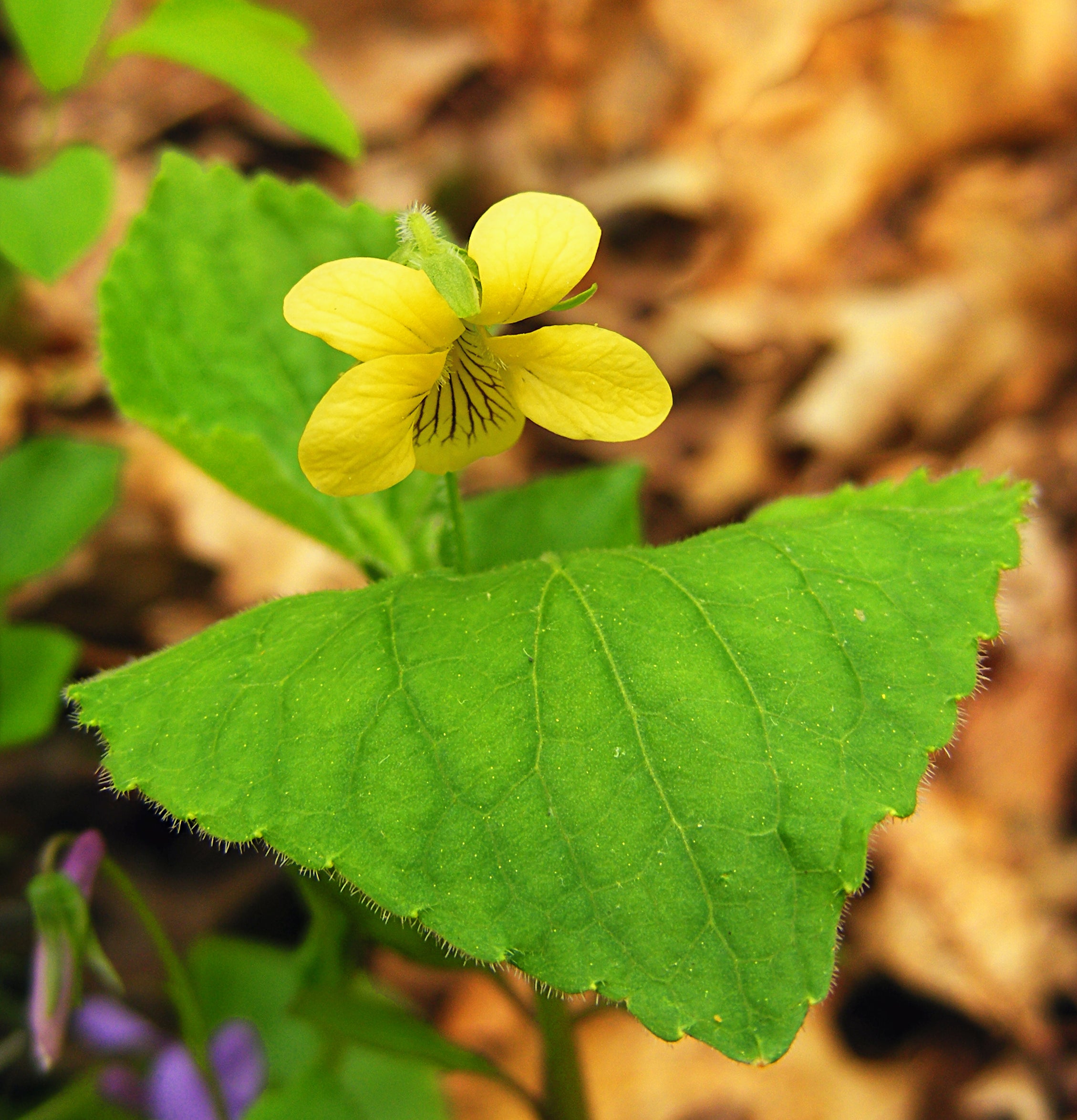 Yellow Viola Pubescens Plant Seeds for Planting