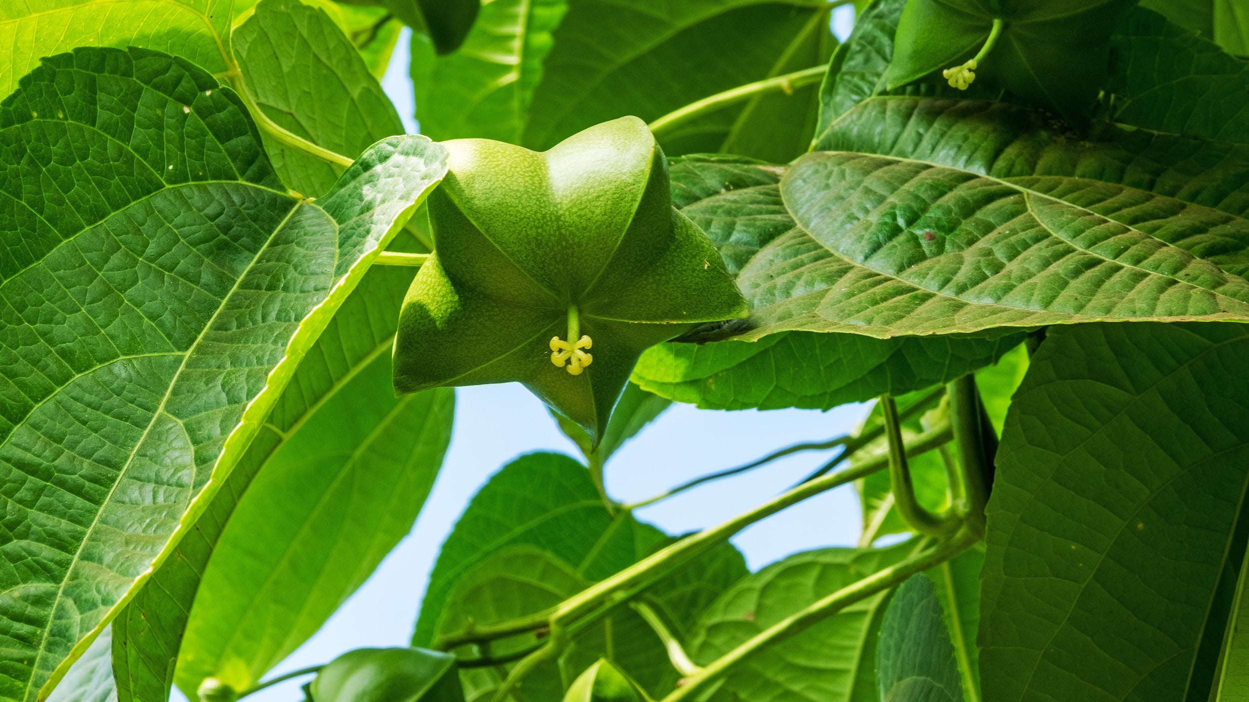 Sacha Inchi Seeds for Planting Grow Nutritious Plukenetia Volubilis at Home