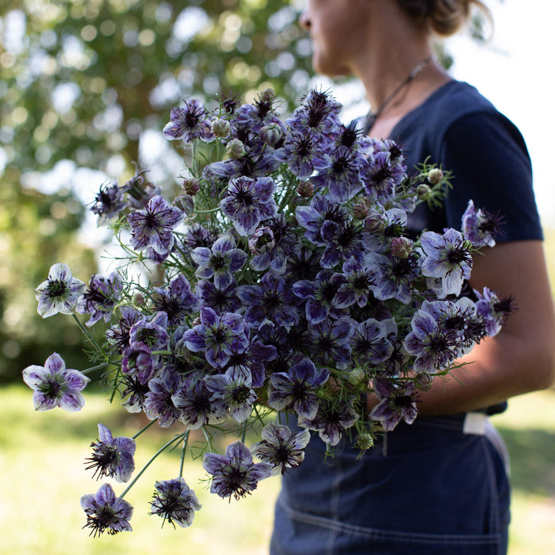 Nigella Love in the Mist Delft Blue Seed for Plantings for Planting for Stunning Blue Blooms Heirloom Non-GMO Seeds