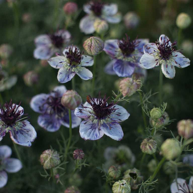 Nigella Love in the Mist Delft Blue Seed for Plantings for Planting for Stunning Blue Blooms Heirloom Non-GMO Seeds