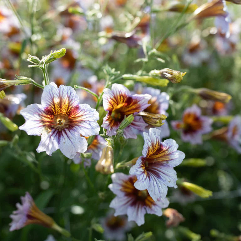 Purple Salpiglossis Flower seeds for Planting - Garden Favorite, Heirloom & GMO Free Seeds for Home Garden