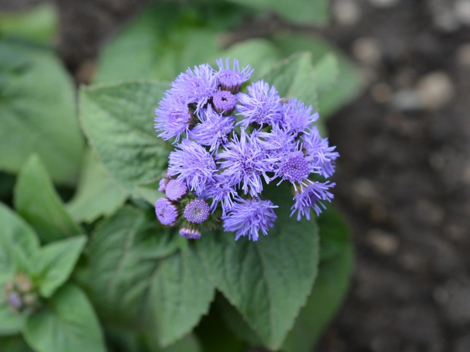 Ornamental floss flower seeds for landscapes