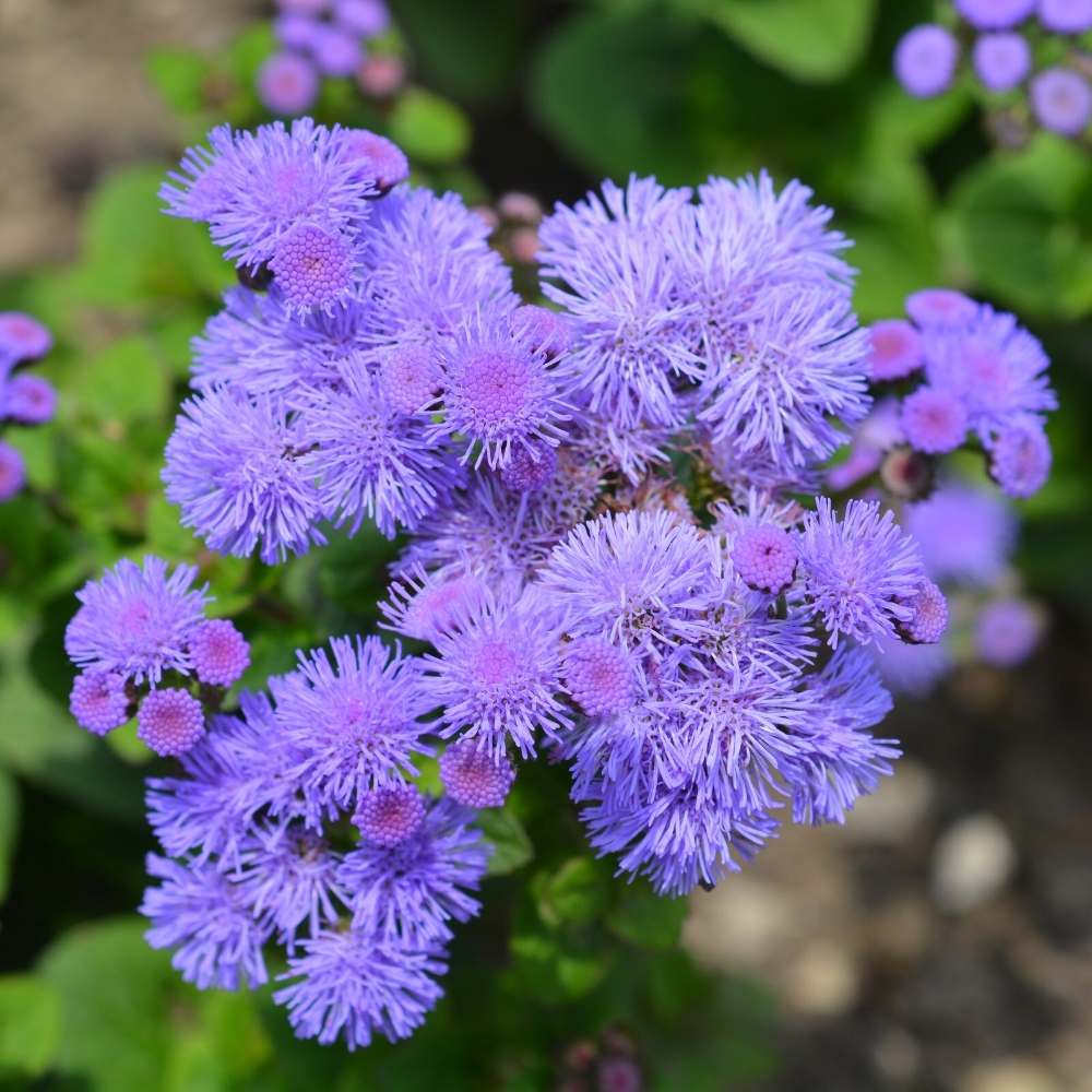 Floss flower seeds for easy planting