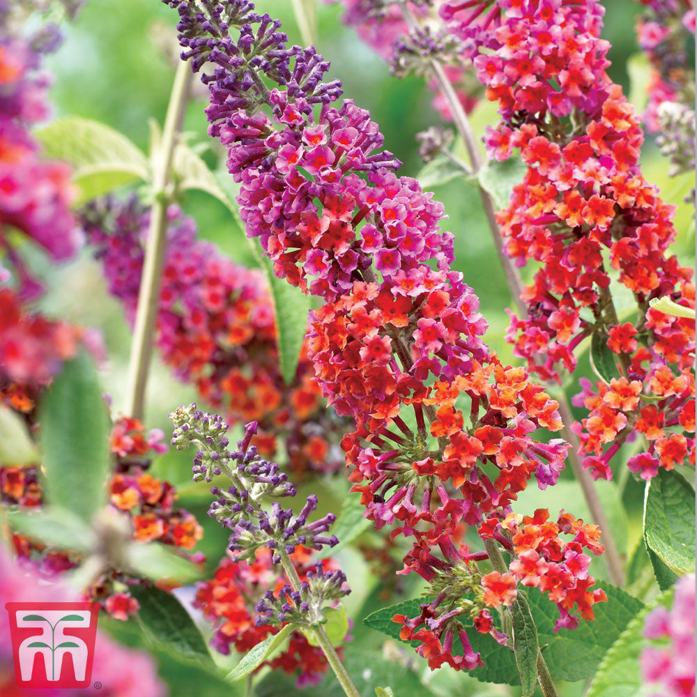 Fragrant Buddleja Flower Seeds For Planting Plant Seeds