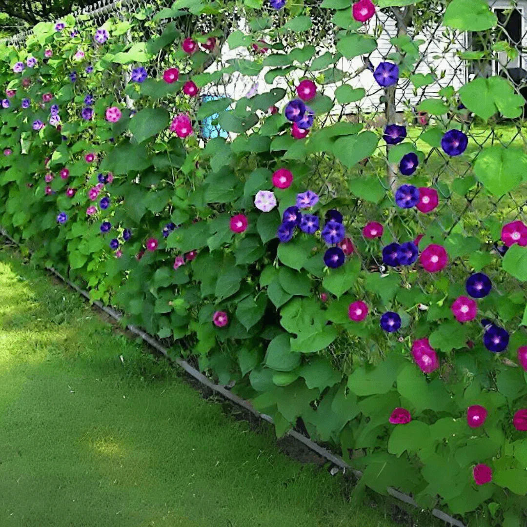 Perennial Vine Climbing Purple Flower Seeds for Vibrant Garden Planting - Evergrowseeds