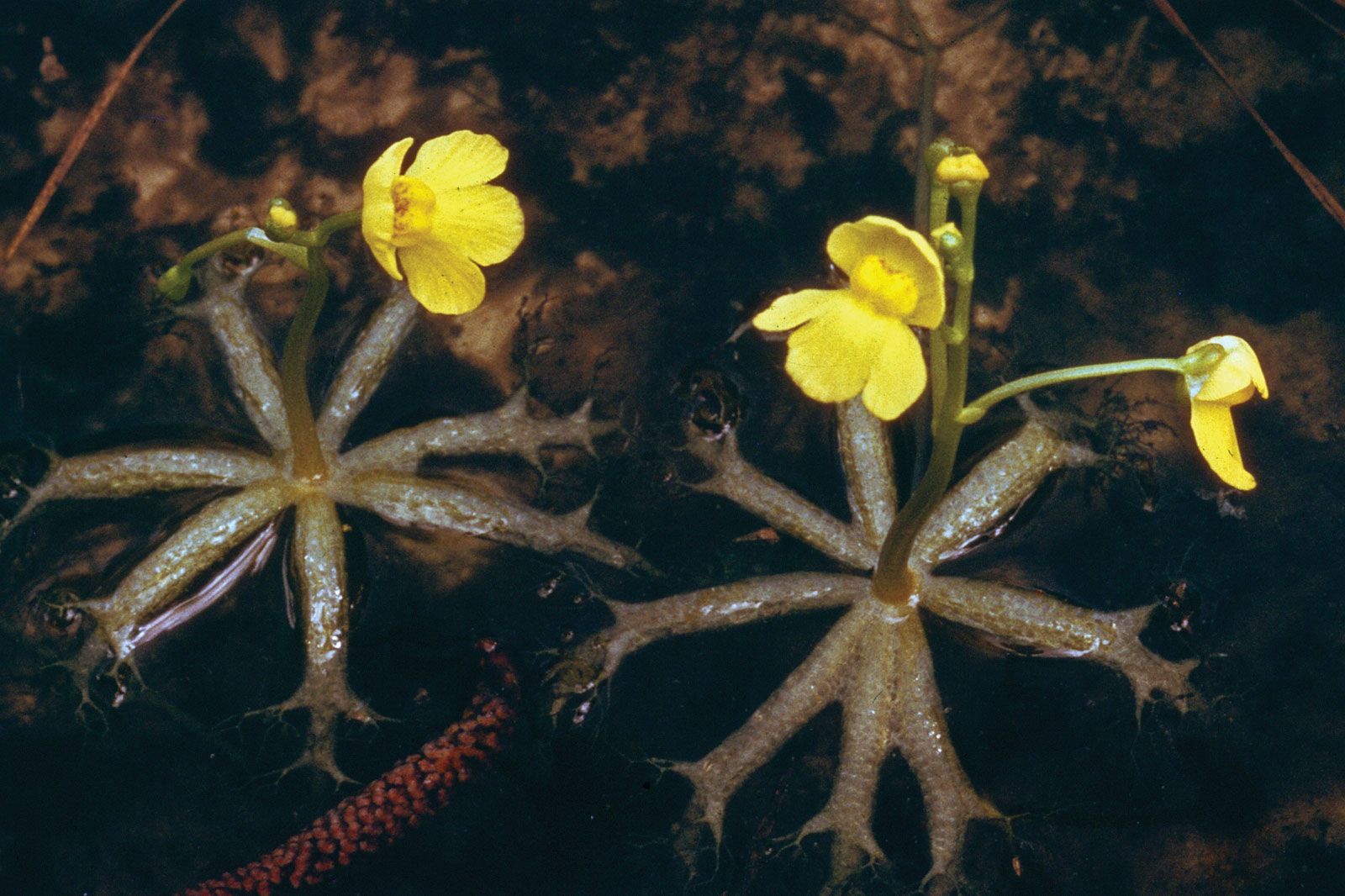 Bladderwort Flower Seeds for Planting Grow Unique Aquatic Blooms